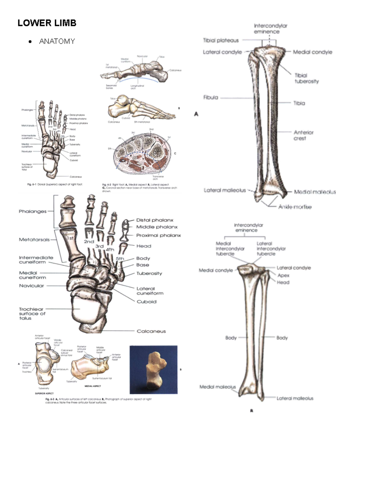 Lower Limbs - Radiographic Positioning Guide (RL-101) - Studocu