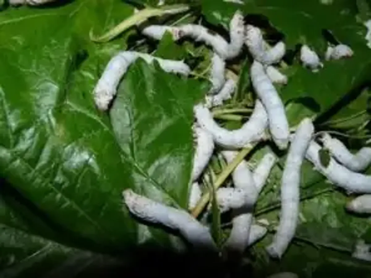 Silkworm Rearing - Lecture Notes on Rearing Process Steps 1-7 - Studocu