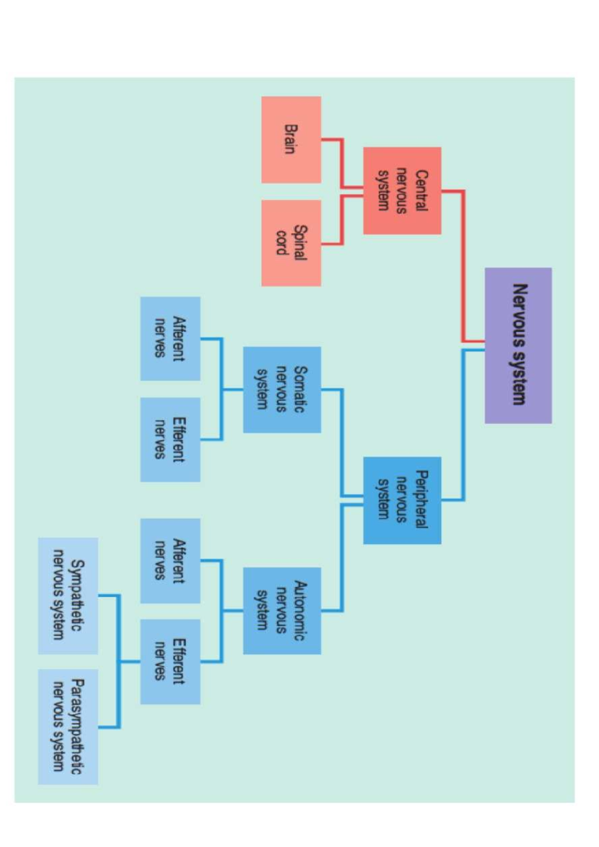Nervous system tree copy - PHY 2024 - Nervous system Central Peripheral ...