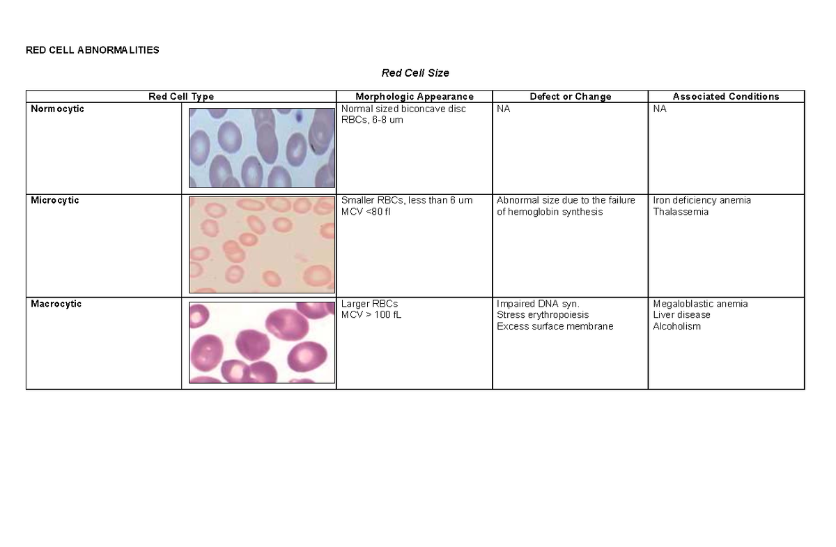 RBC and WBC Abnormalities: A Comprehensive Overview - Studocu