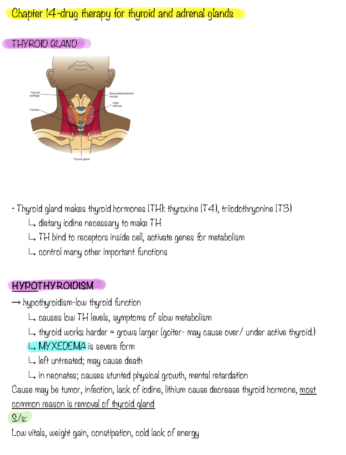 Chapter 14: Thyroid and Adrenal Glands - Drug Therapy Overview - Studocu