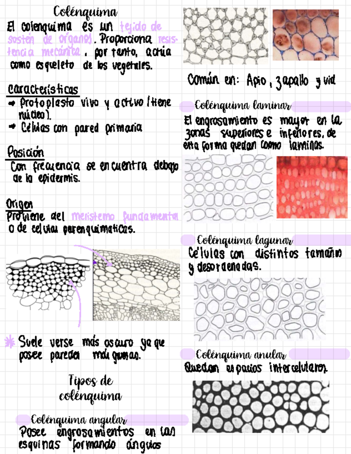 Anatomia vegetal Colenquima - Colénquima Tipos de colénquima Colénquima ...
