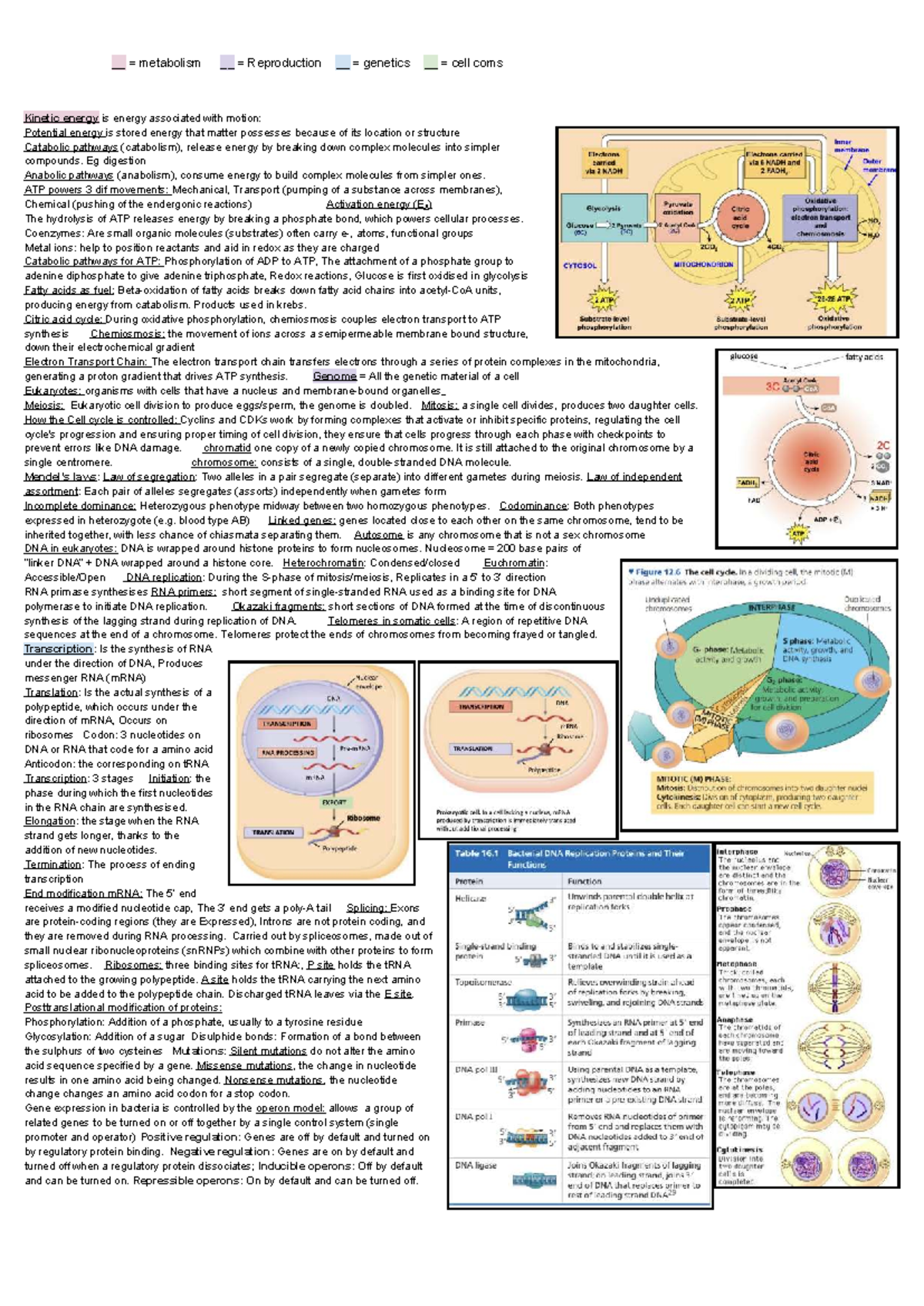 Biology 101: Final Exam Cheat Sheet on Metabolism, Genetics & Cell ...