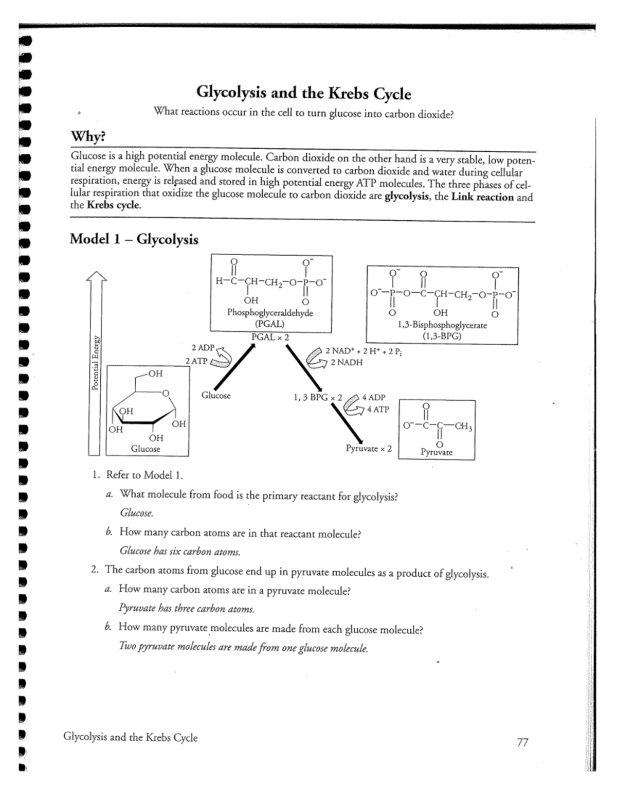 Bypass The Struggle: Your Simple Guide To Glycolysis & Krebs Cycle Pogil - wj003jh