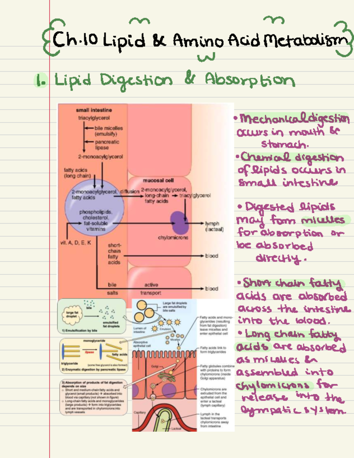 Biochemistry Ch. 11.3: Lipid and Amino Acid Metabolism Overview - Studocu