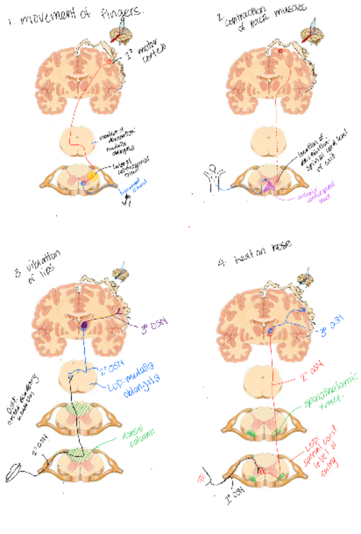 Pathways-handout - Class work - VN 100 - 1. movement of fingers. 2 ...
