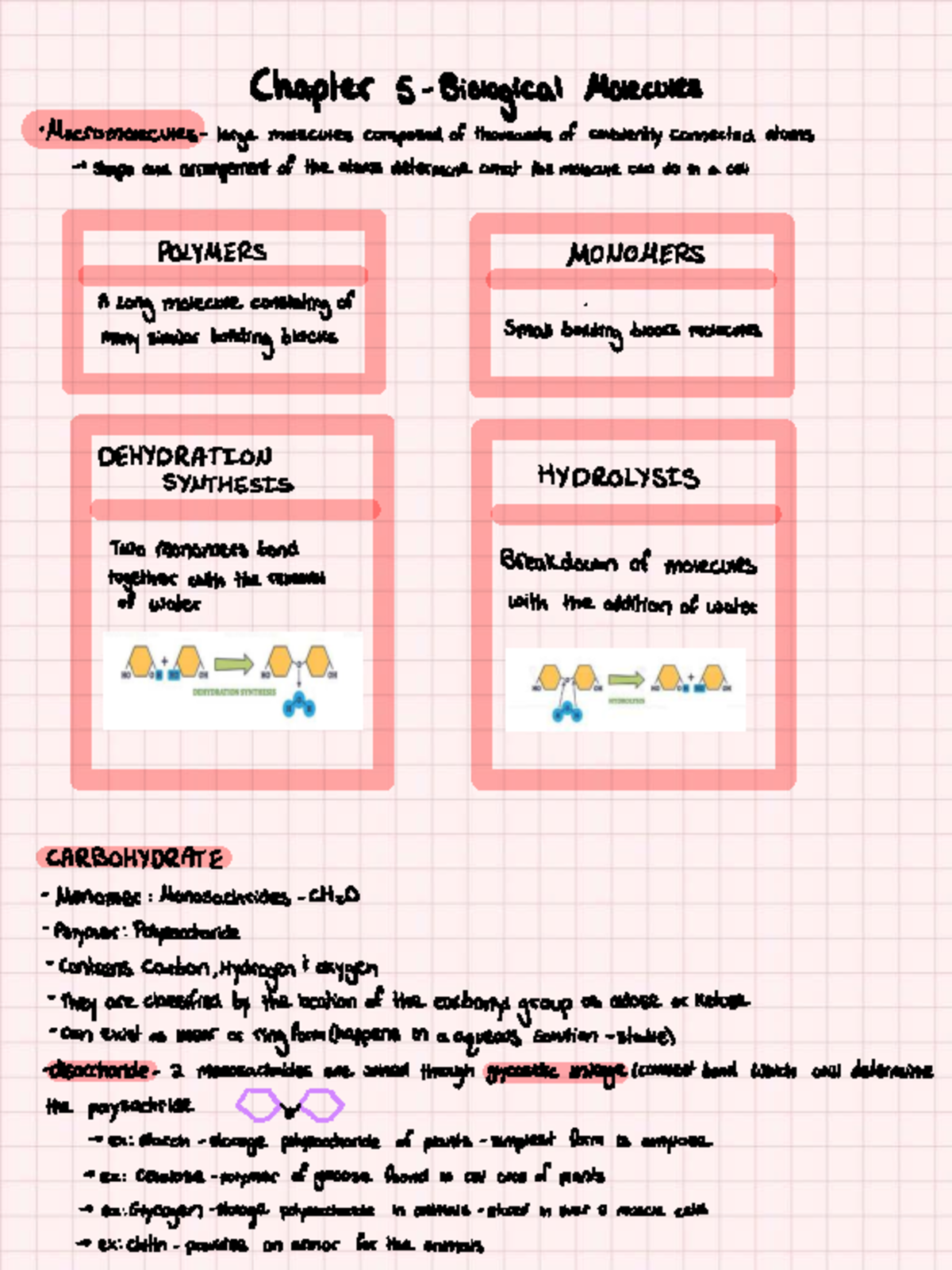 Chapter 3: Molecules, Polymers, and Their Functions in Biology - Studocu