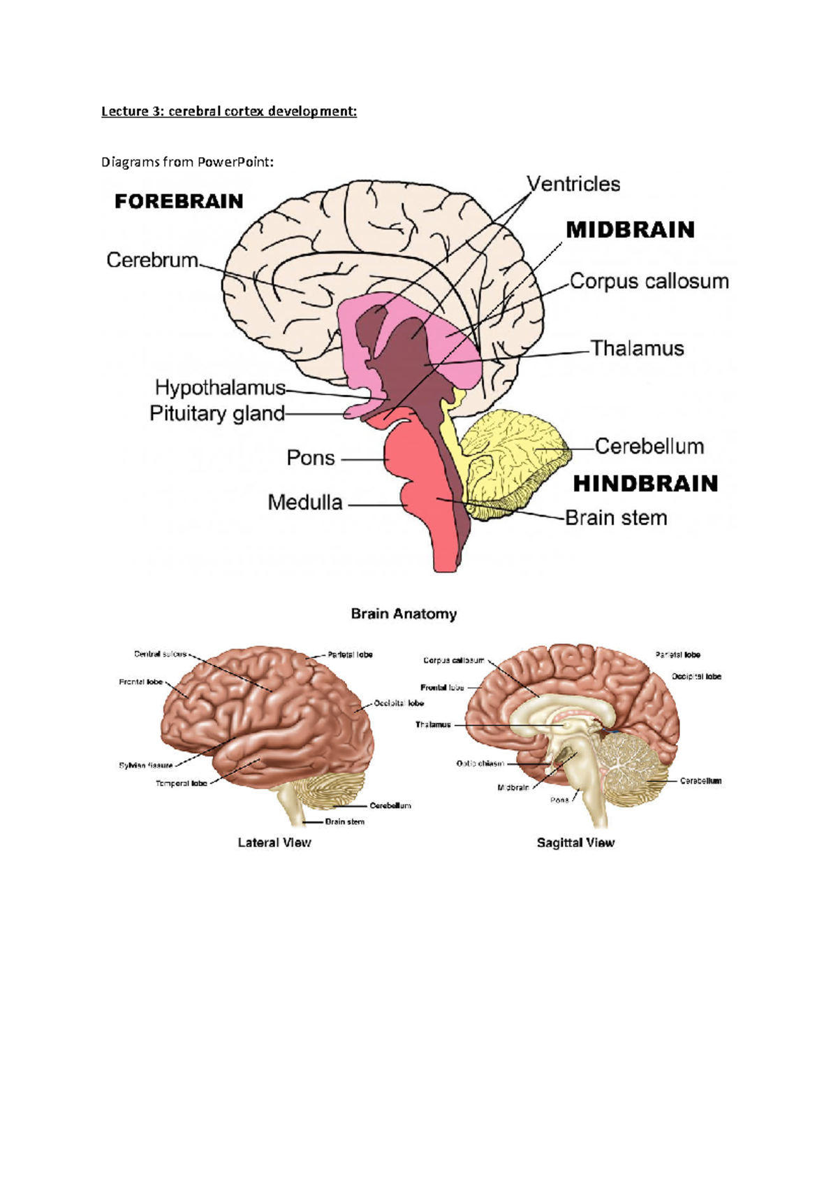 Lecture 3: Cerebral Cortex Development and Neurogenesis Insights - Studocu