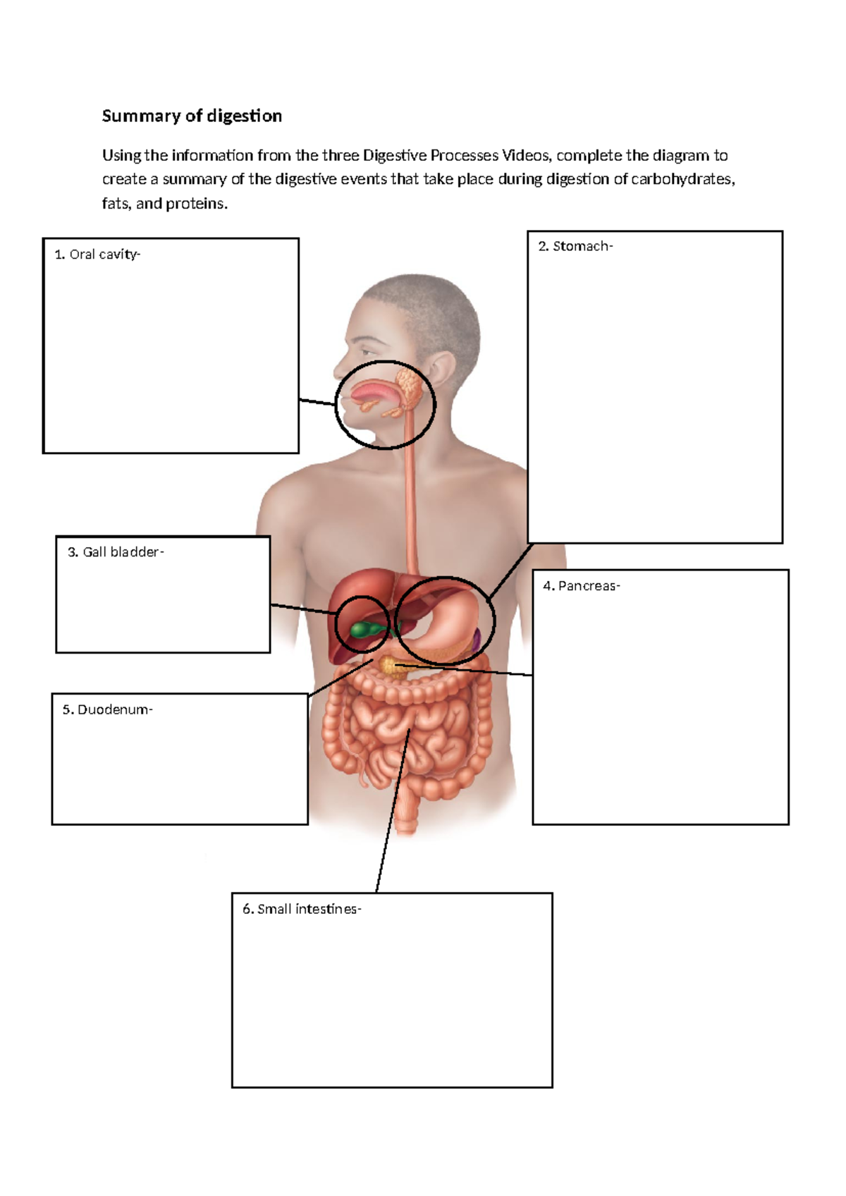 BIO Digestive Diagram - NURS1023 - Summary of digestion Using the