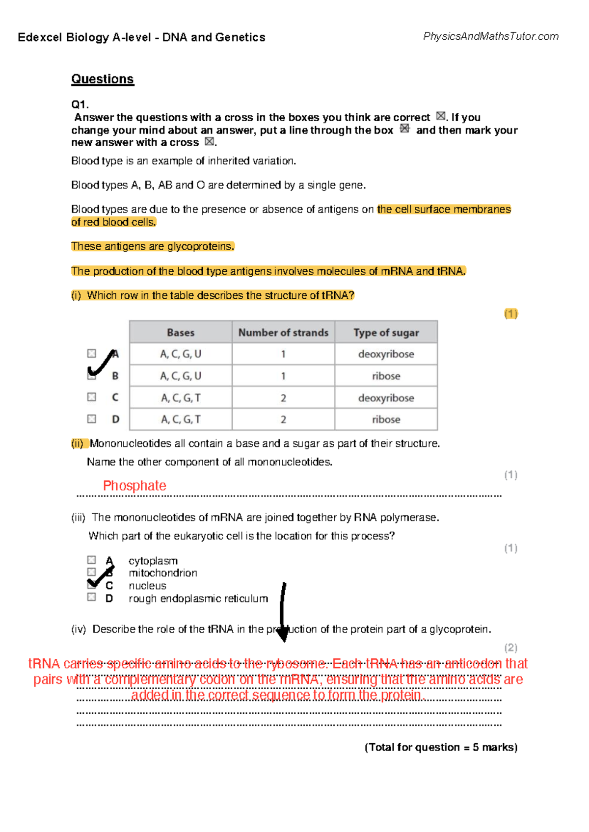 Edexcel Biology DNA and Genetics Study Guide - Studocu