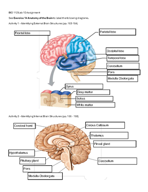 Brain Anatomy: Identification of External & Internal Structures ...