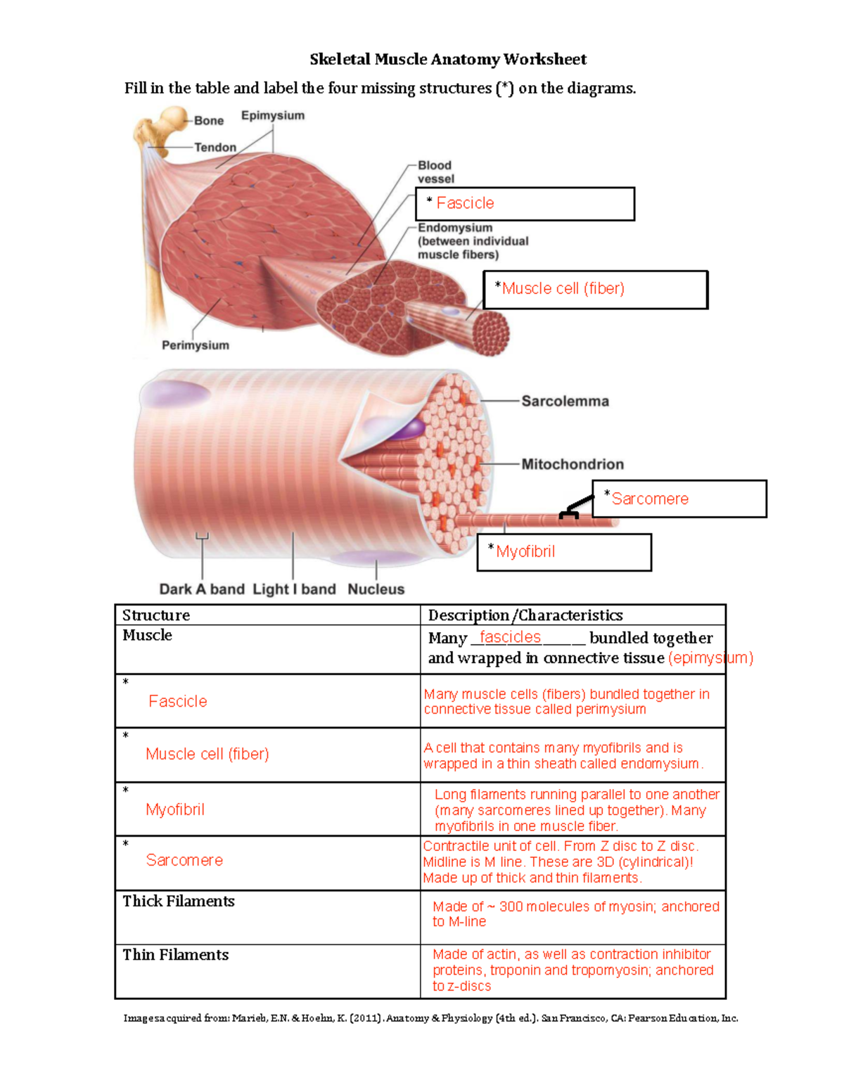Skeletal Muscle Anatomy Worksheet - Detailed Structure Identification ...