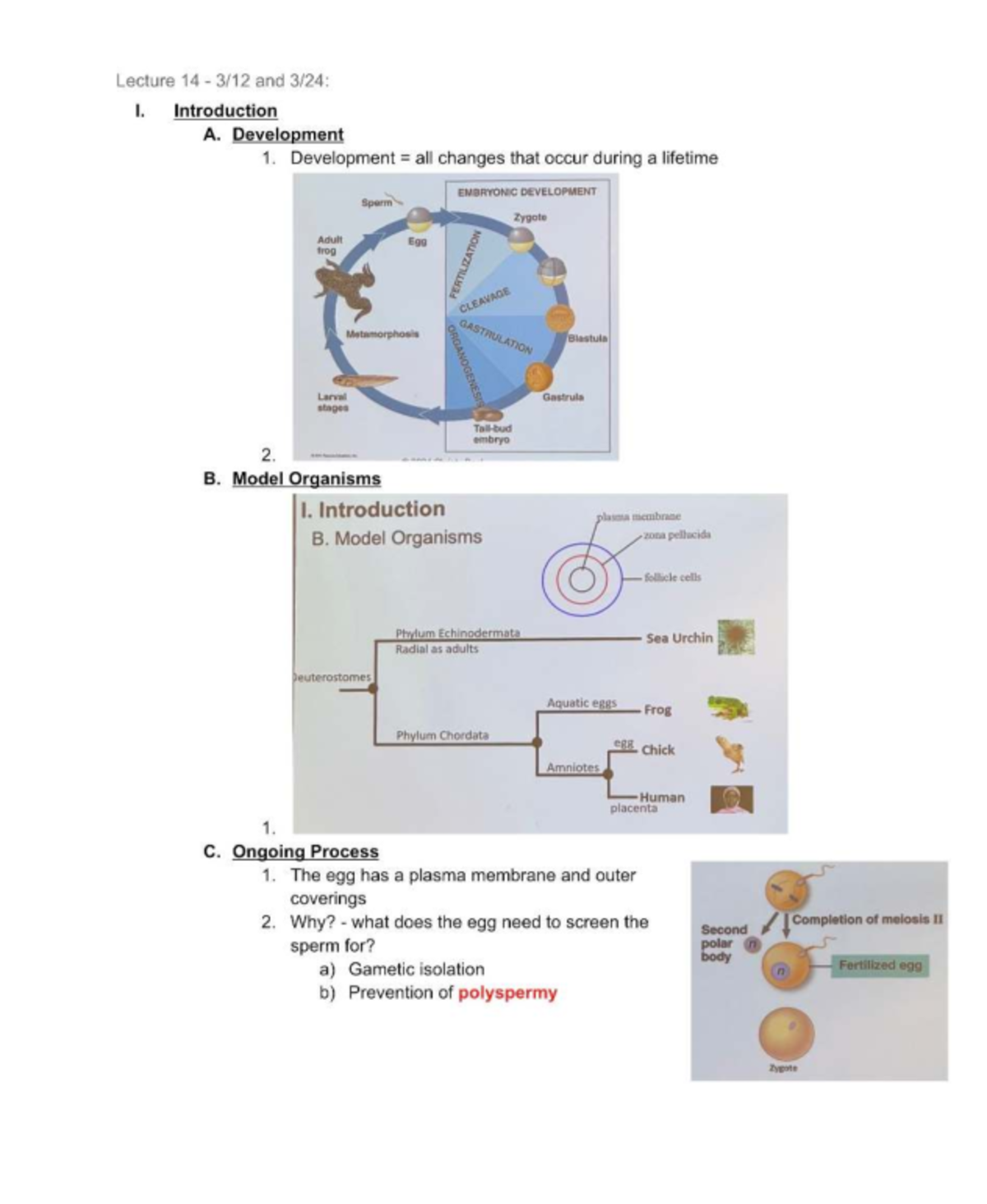 Lecture 14 & 15 Notes: Embryonic Development & Human Growth - Studocu