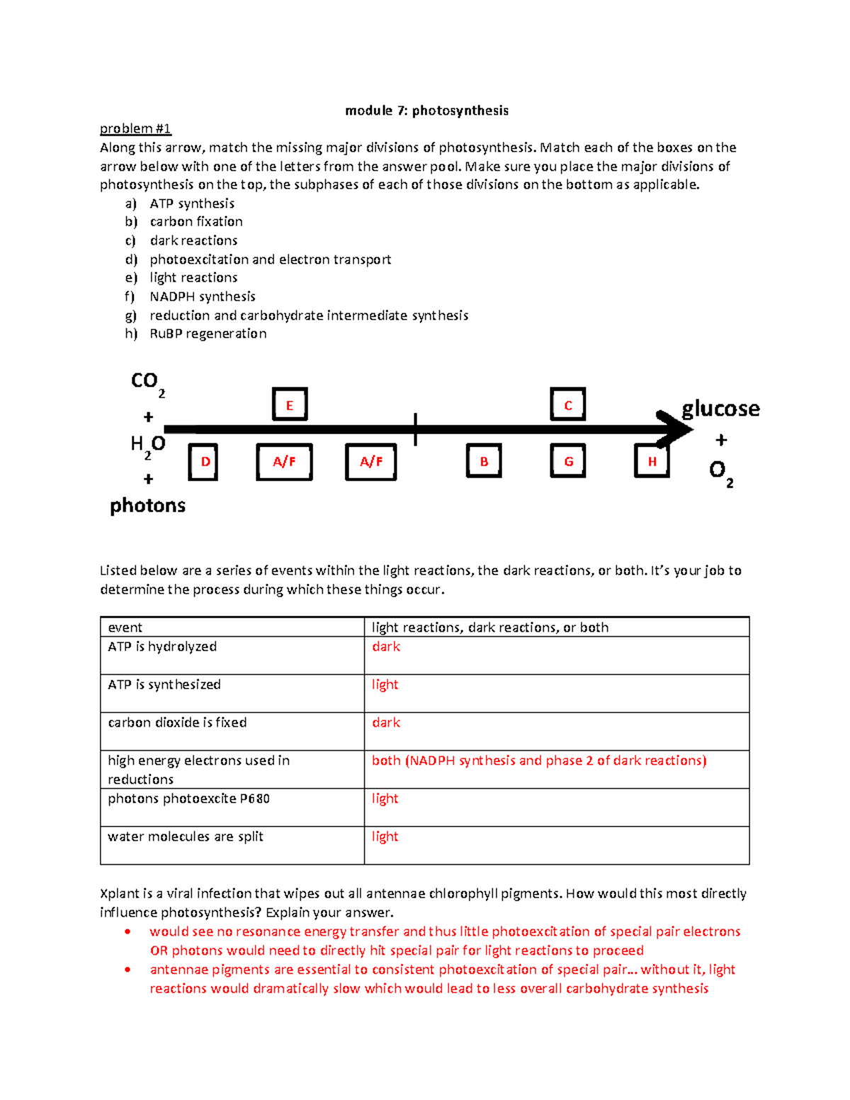 Photosynthesis Worksheet Key - Module 7: Light and Dark Reactions ...