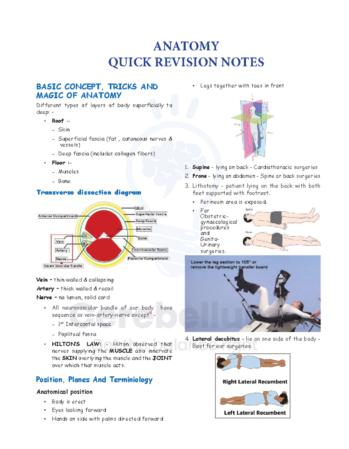 ANATOMY 01: CEREBELLUM QUICK REVISION NOTES AND TRICKS - Studocu