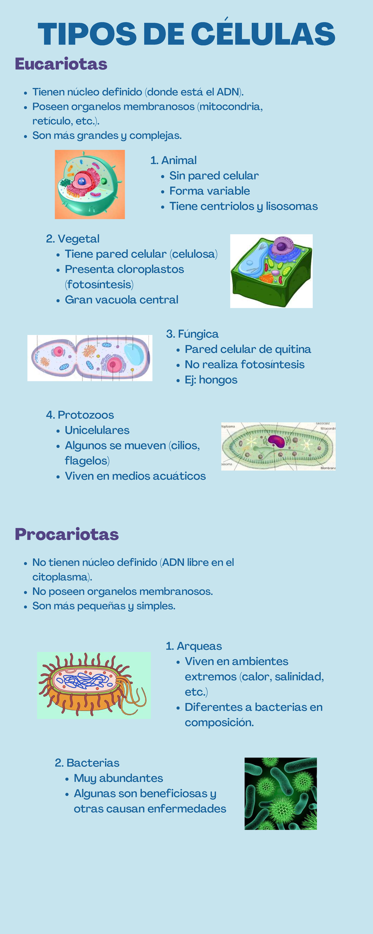 Infografía sobre Tipos de Células Eucariotas y Procariotas en Biología ...