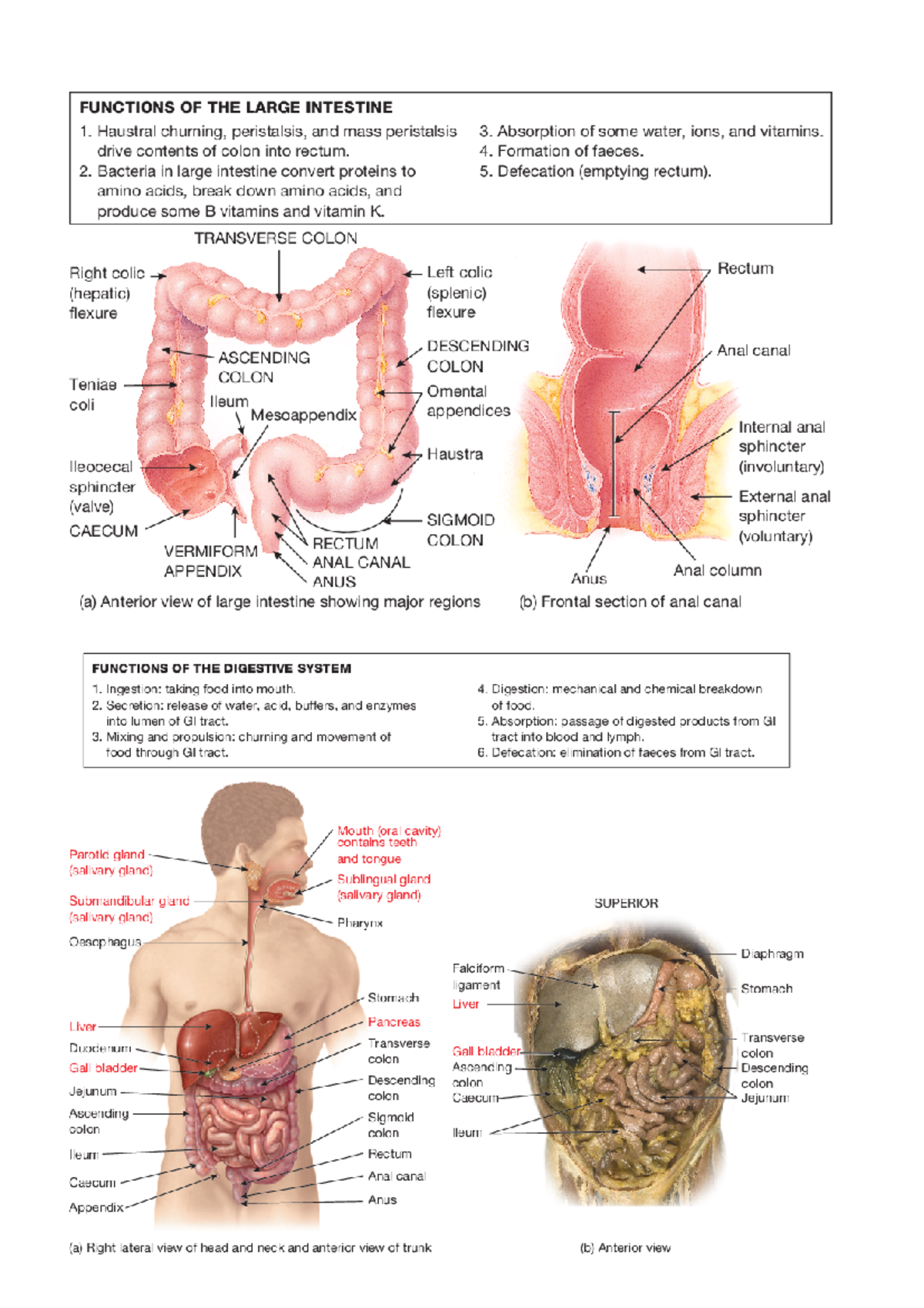 P2 Anaphy - Labeling - FUNCTIONS OF THE LARGE INTESTINE 1. Haustral ...
