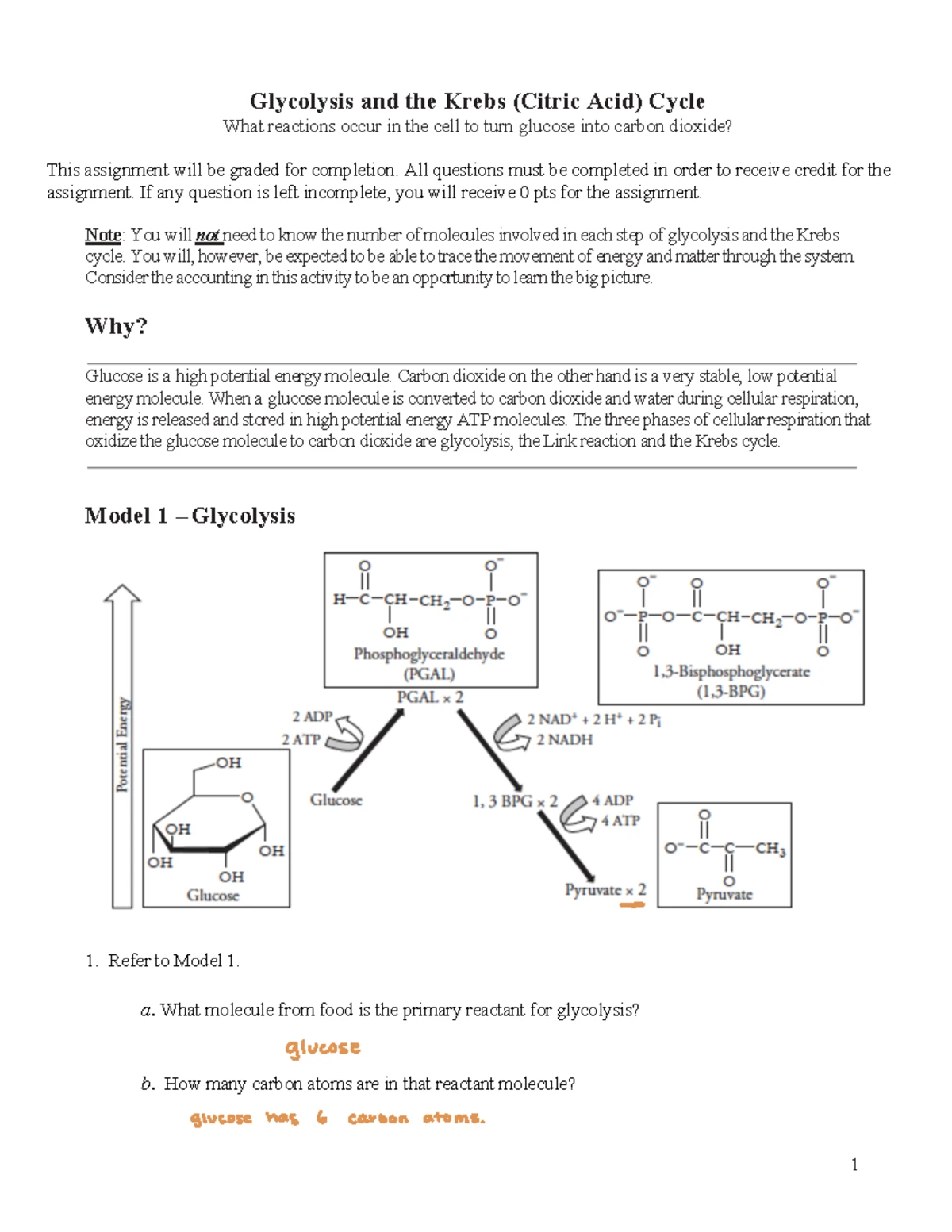 BIO181+Oxidative+Phosphorylation+and+ETC+Worksheet