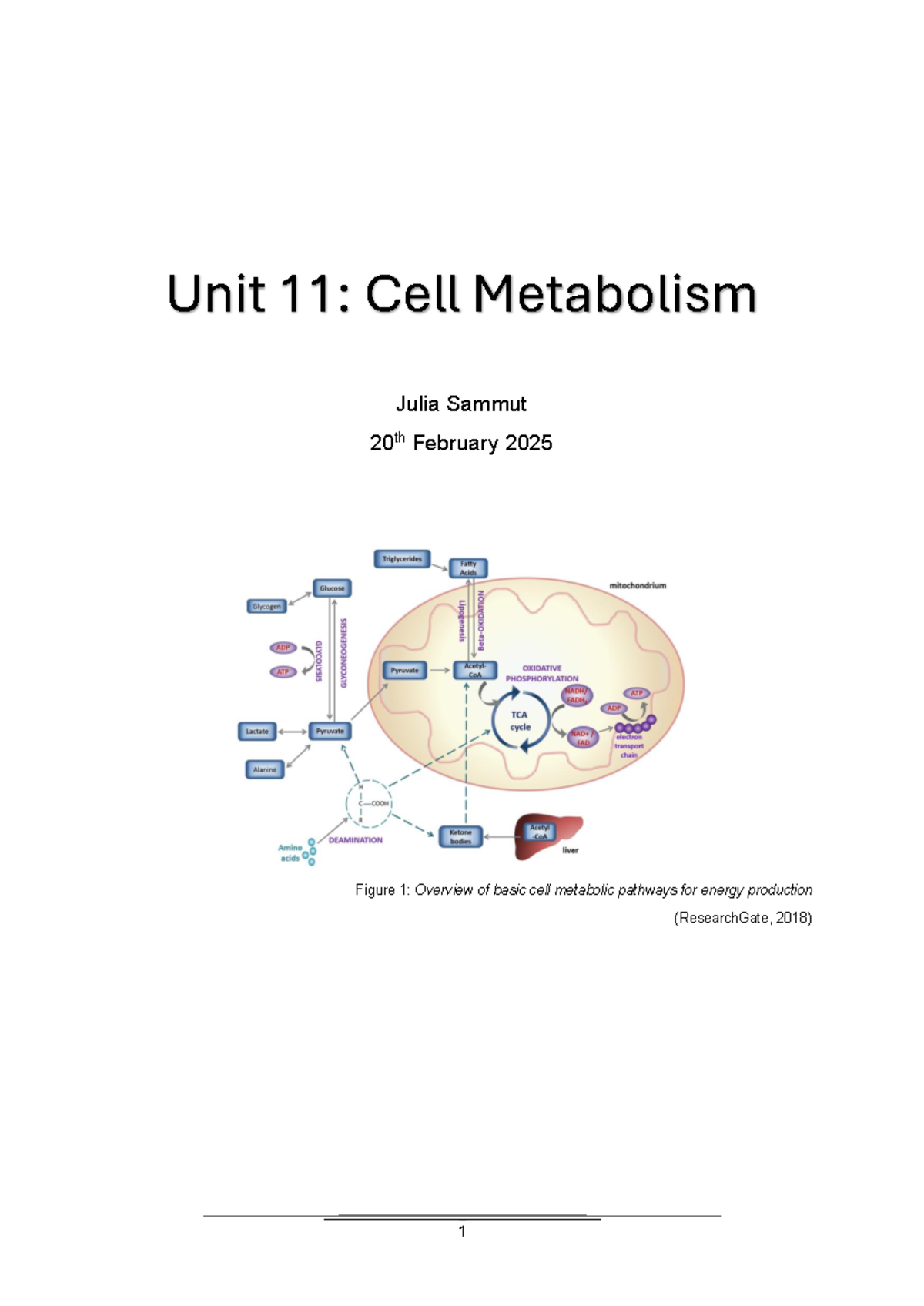Unit 11: Cell Metabolism Overview and Key Pathways - Studocu