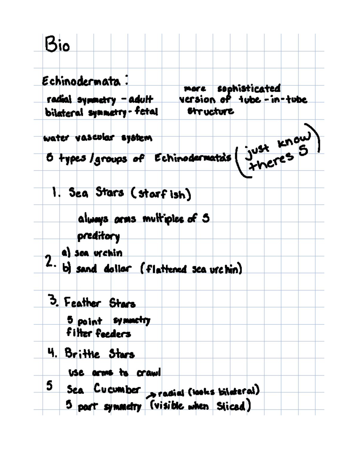 Echinodermata and Chordata: Characteristics and Development Overview ...