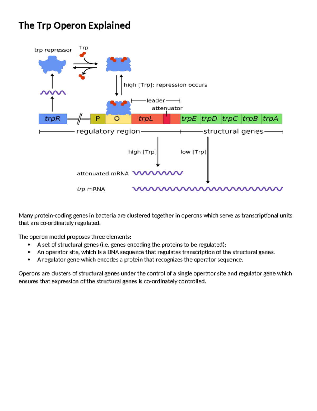 4. Trp Operon: Mechanisms of Transcription Regulation Explained - Studocu