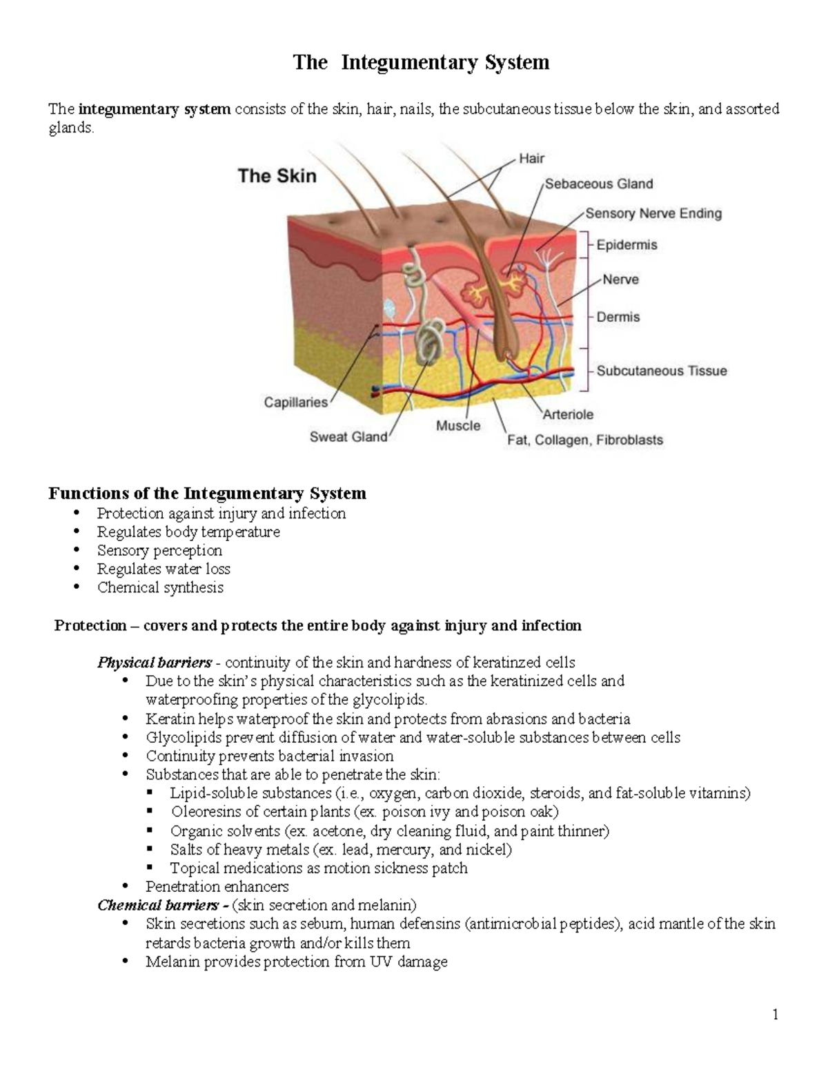 Integumentary System Notes - The Integumentary System The integumentary ...