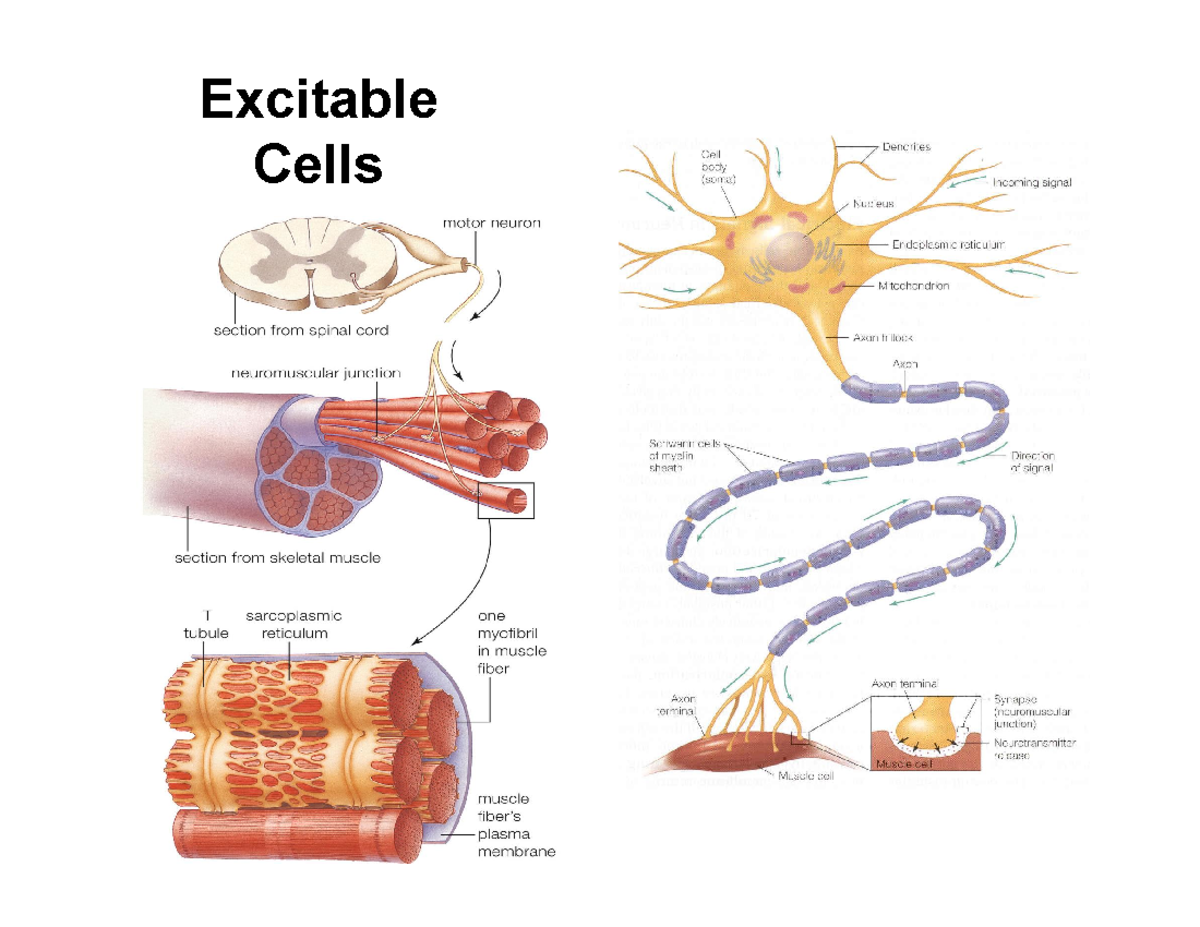 Ch 5: Excitable Cells - Understanding Bioelectrical Potentials and the ...