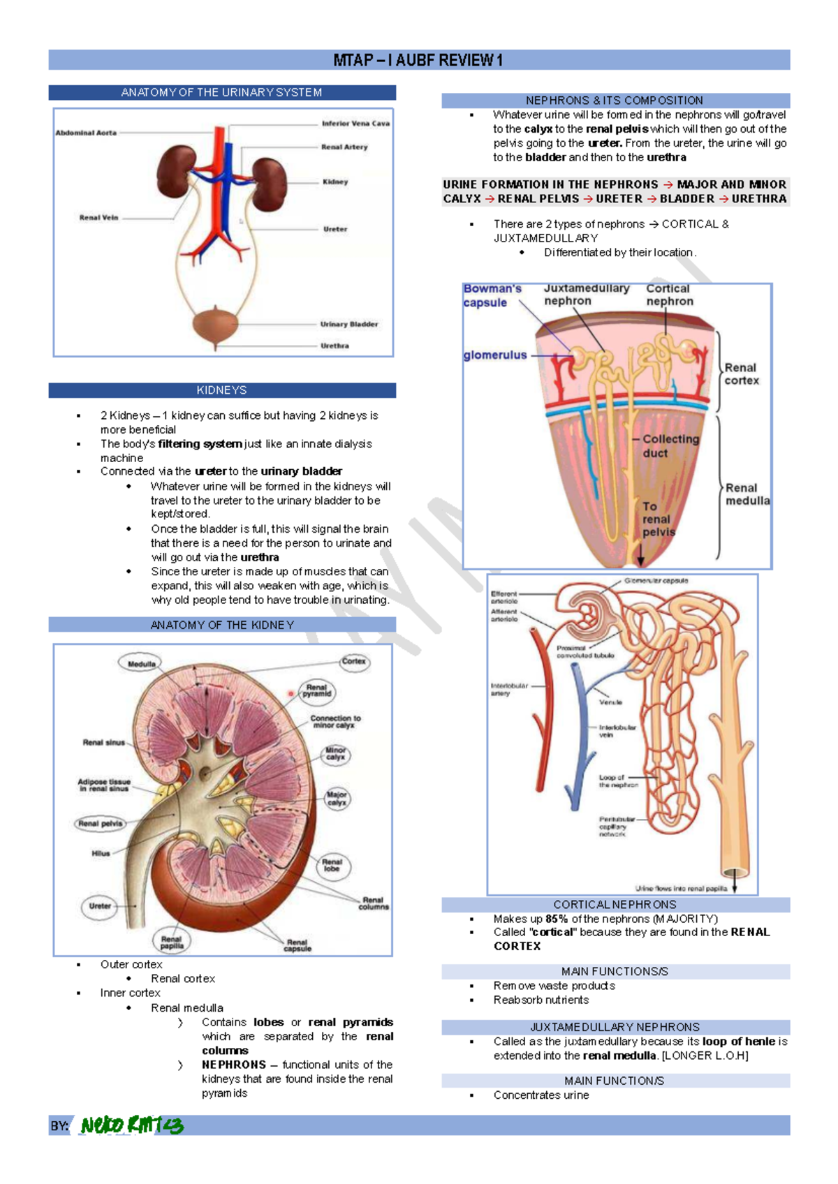 MTAP I AUBF REVIEW 1: ANATOMY AND FUNCTION OF THE URINARY SYSTEM - Studocu