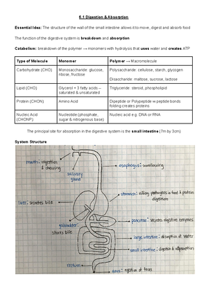 International Baccalaureate Diploma - Biology SL - Studocu