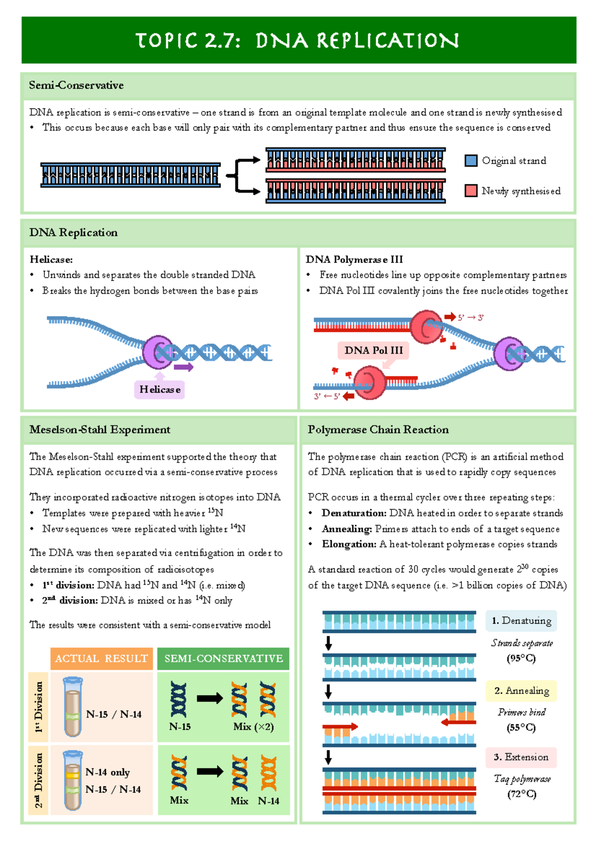 2.7 DNA Replication: Key Concepts and PCR Overview - Studocu