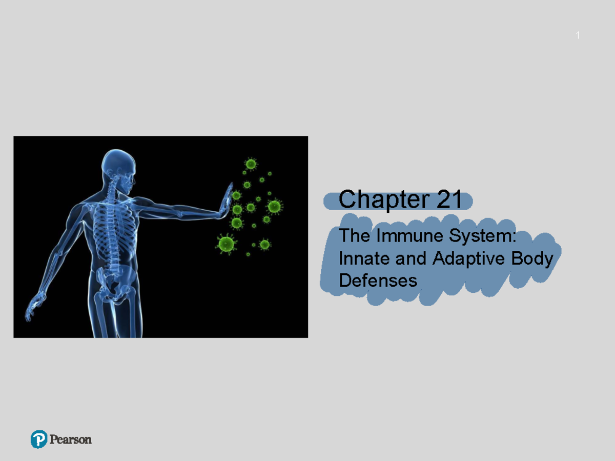 Chapter 21: The Immune System - Innate & Adaptive Defenses - Studocu