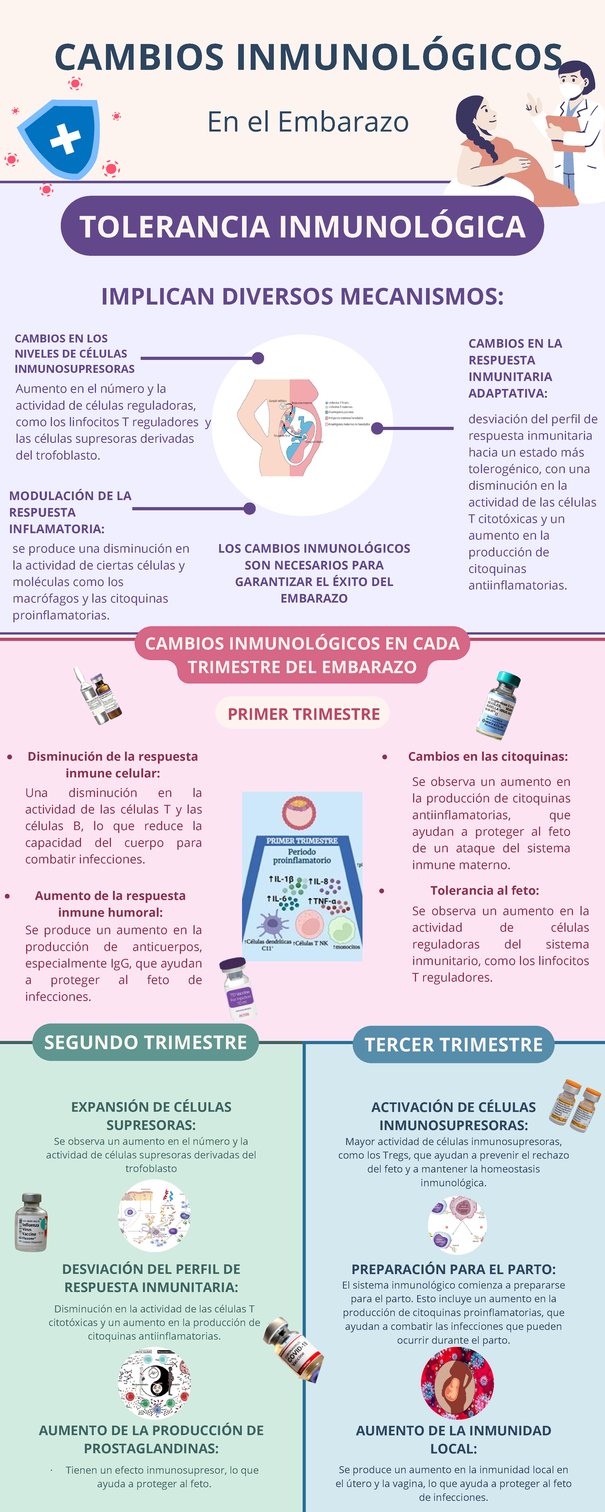 Infografía Cambios Inmunológicos EN EL Embarazo - MODULACIÓN DE LA ...