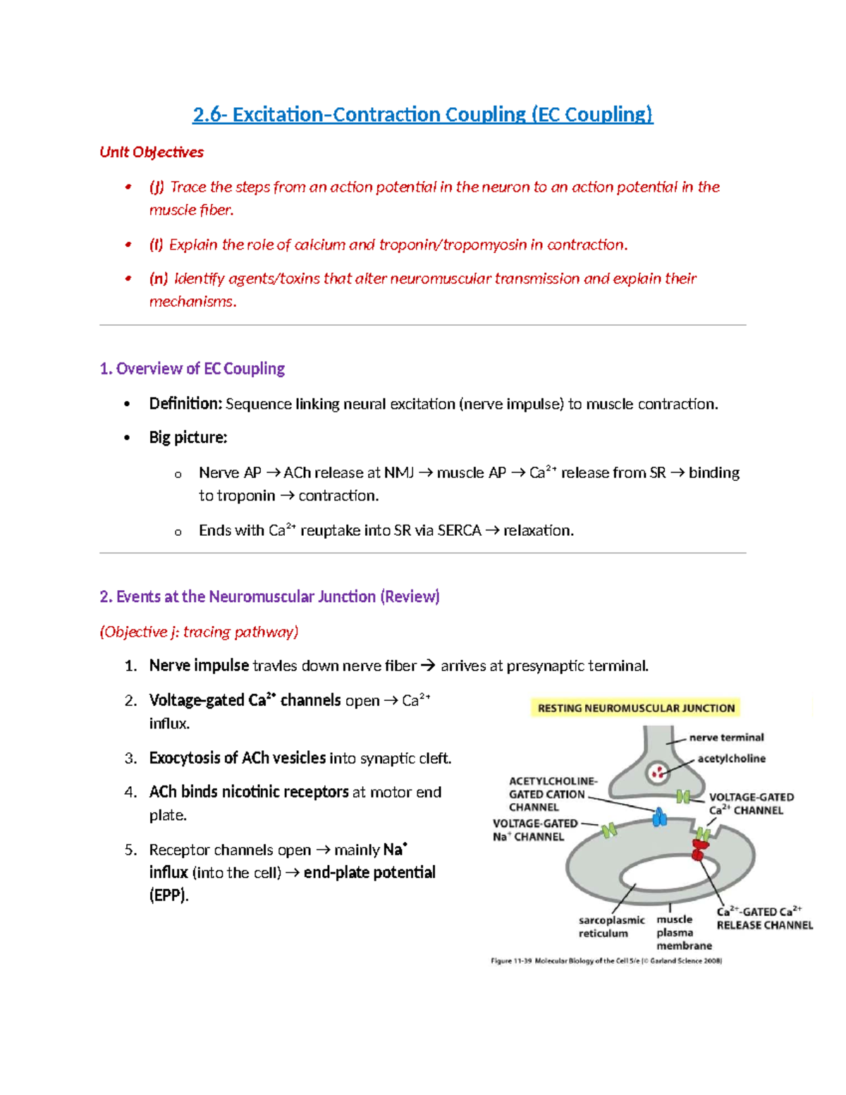 Understanding EC Coupling in Muscle Physiology (BIO 101) - Studocu