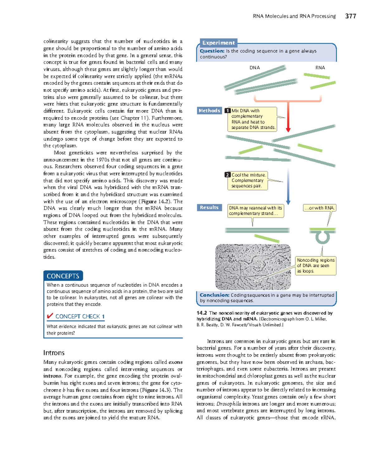 Pierce genetics conceptual approach 4th txtbk 3ds - RNA Molecules and ...