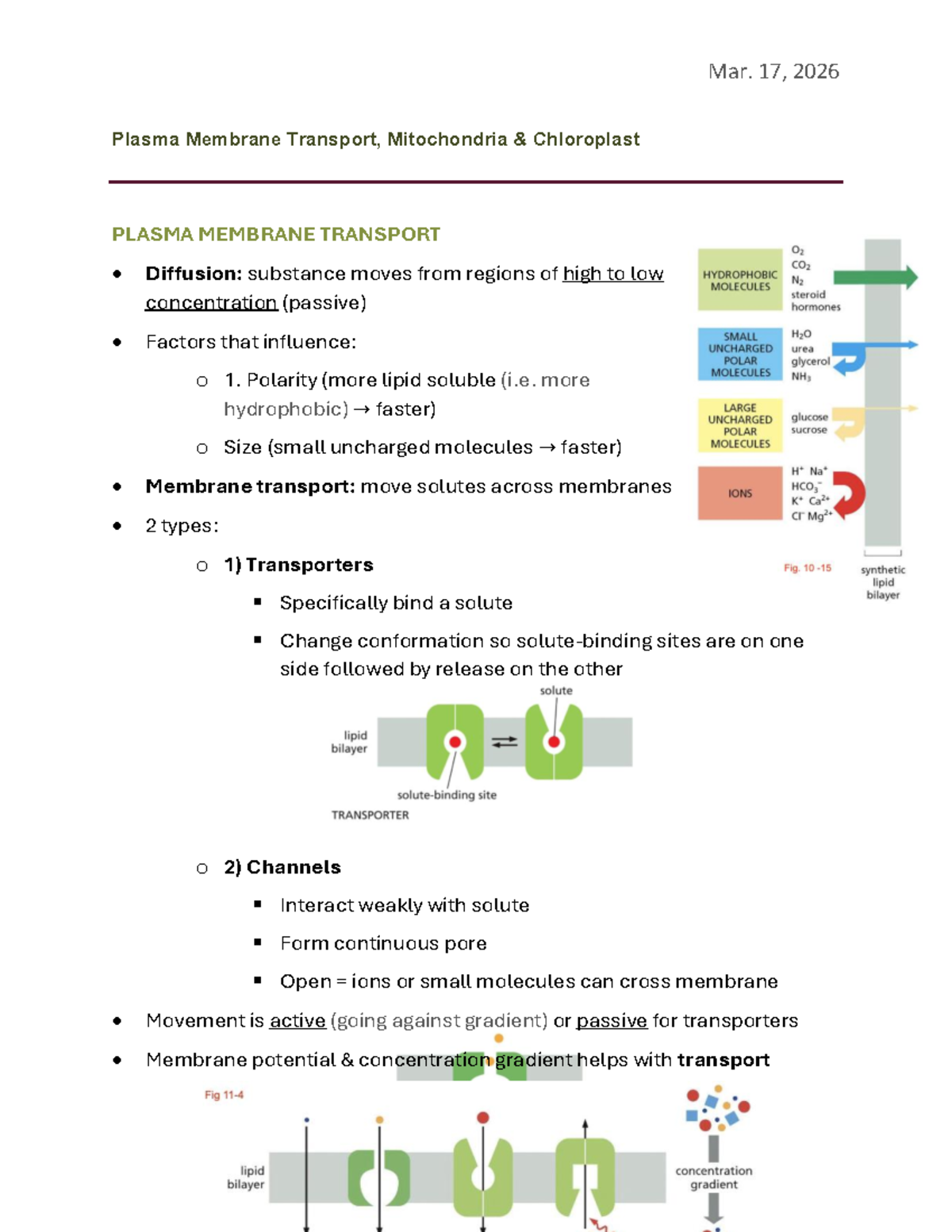BIOB10 - Lecture 10: Plasma Membrane Transport & Mitochondria - Studocu