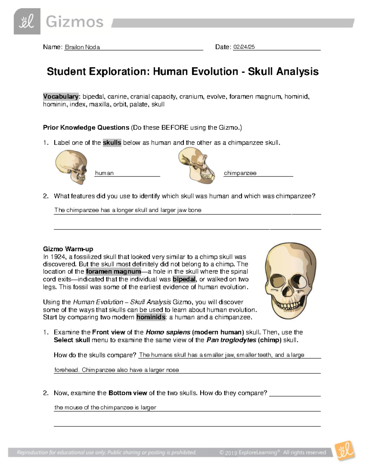 Human Evolution SE - Complete Skull Analysis Worksheet - Studocu