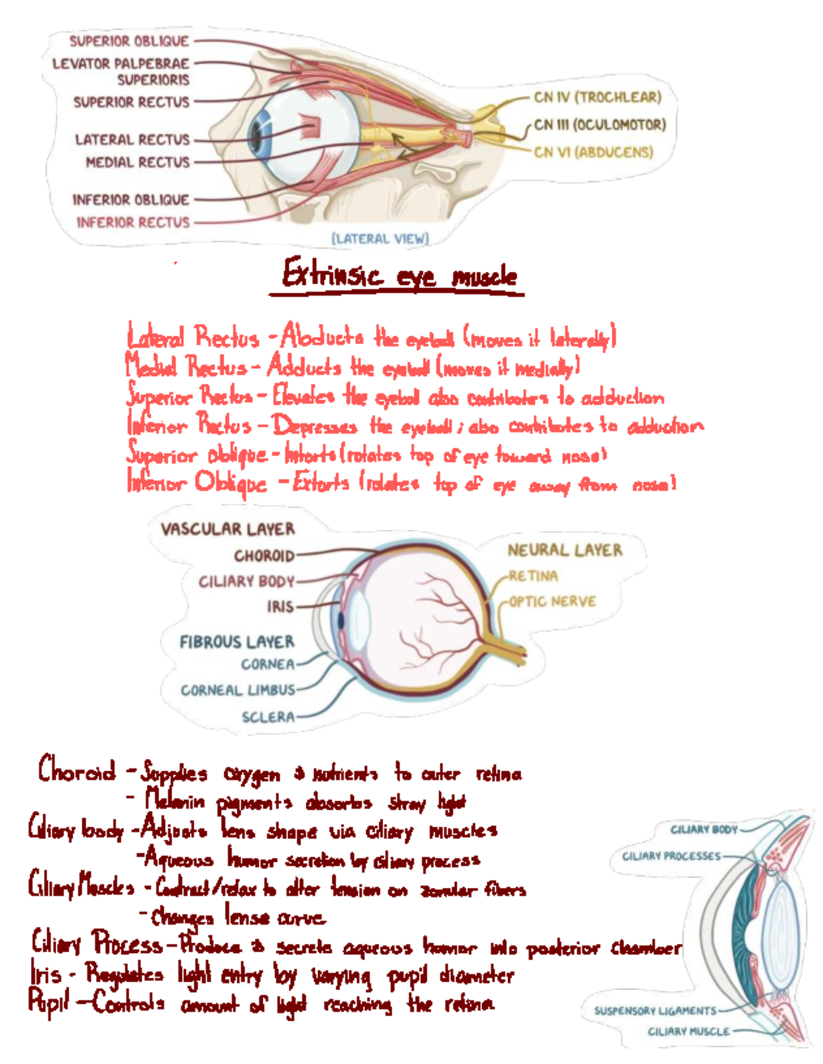 Anatomy Overview: Eyes, Ears, and Skin - Summary Notes - Extrinsiceye ...