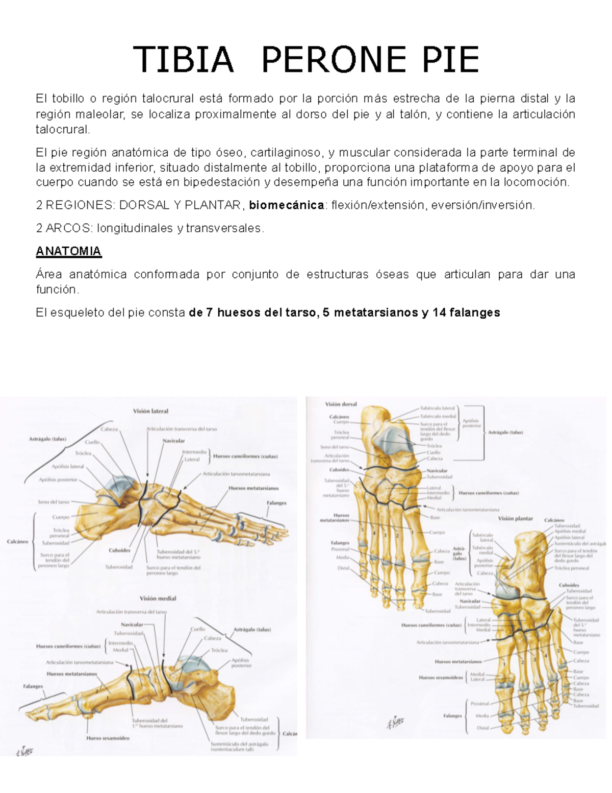 Huesos Del Pie Cuntos Son Funciones Anatoma Partes