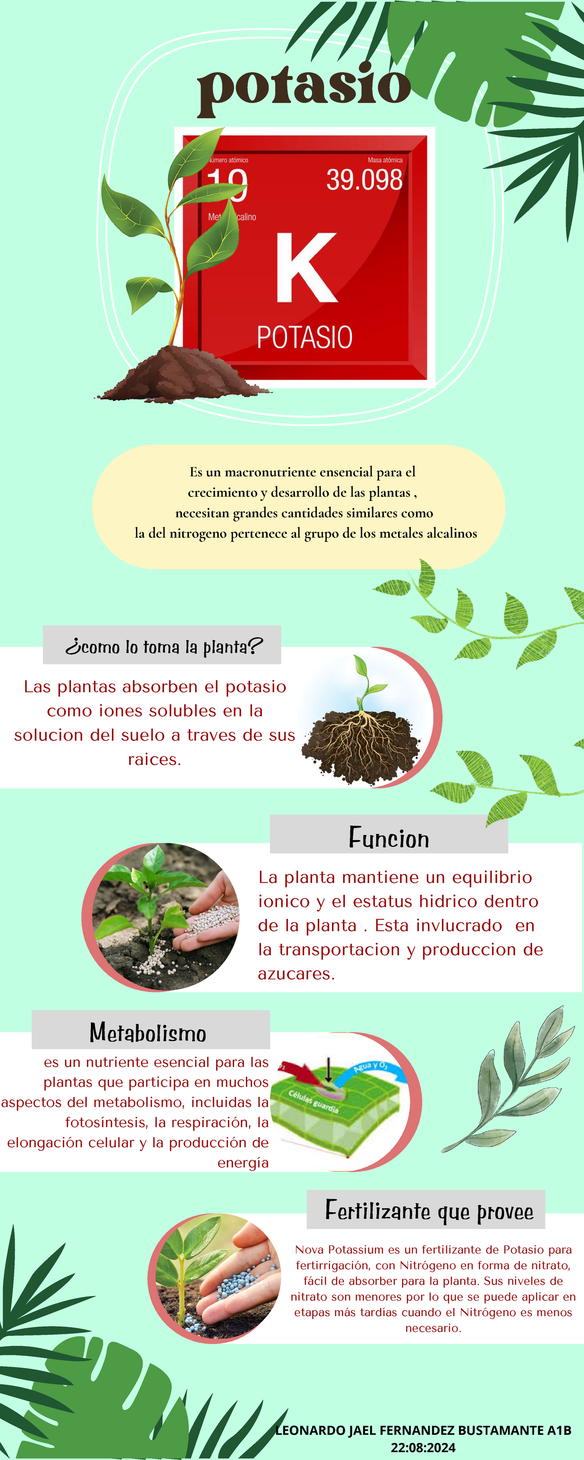 Infografía sobre el Potasio y su Importancia en Plantas A1B - Studocu