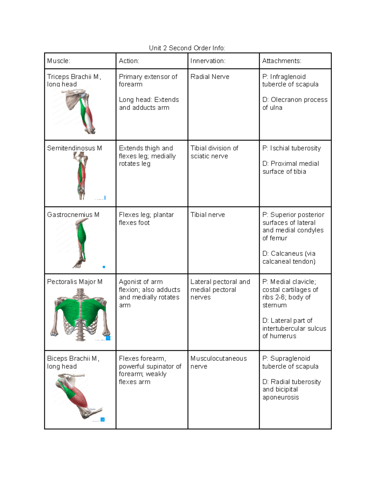 Anatomy Unit 2: Overview of Second Order Muscles and Nerve Innervation ...