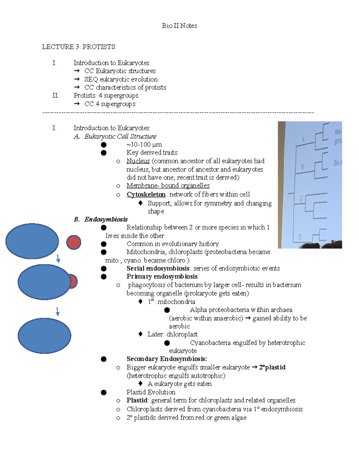 Copy of Lecture 3- Protists - Bio II Notes LECTURE 3: PROTISTS I ...