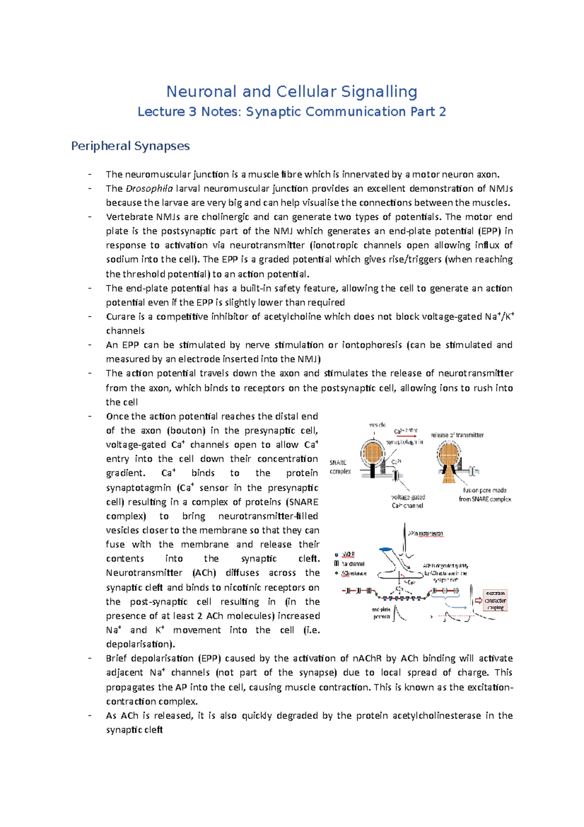 Lecture 3 Notes (Synaptic Communication Part 2) - Neuronal and Cellular ...