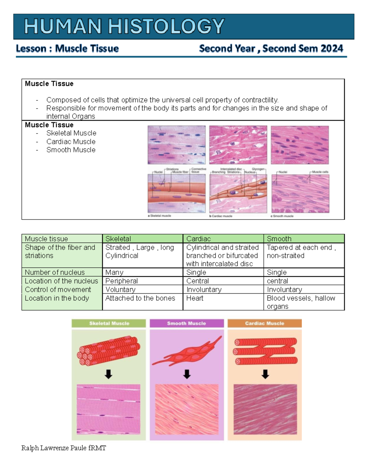 Midterm histology - Muscle Tissue - Composed of cells that optimize the ...