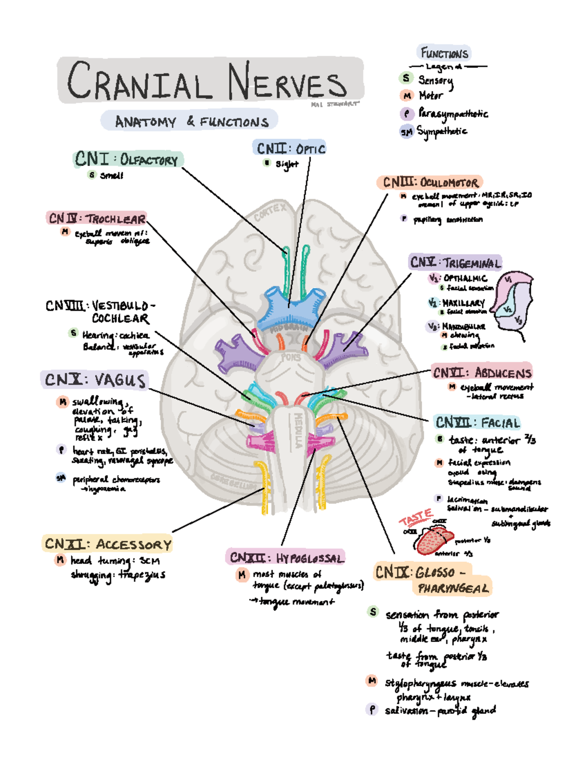 Functions of Cranial Nerves: Summary for Neuroanatomy (ANAT 101) - Studocu