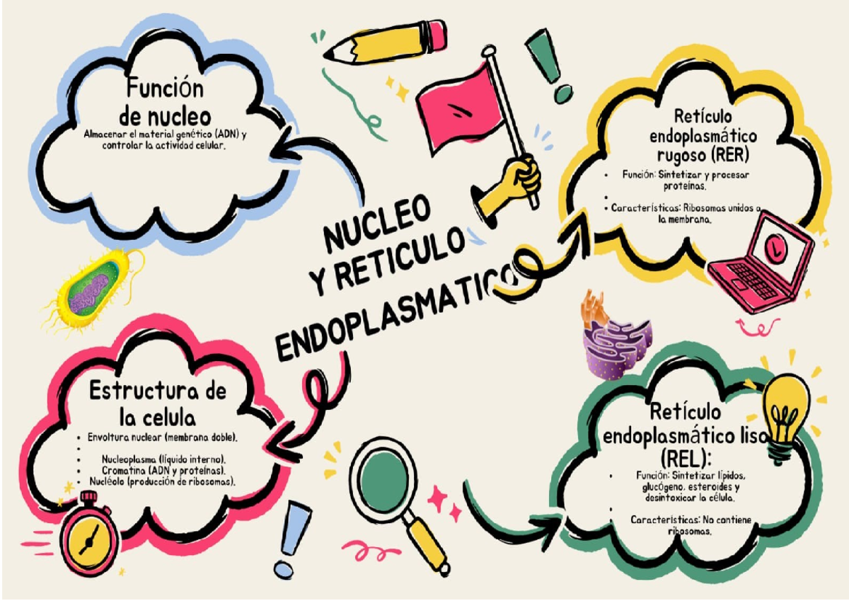 Funciones y Estructura del Núcleo y Retículo Endoplasmático (RER/REL ...