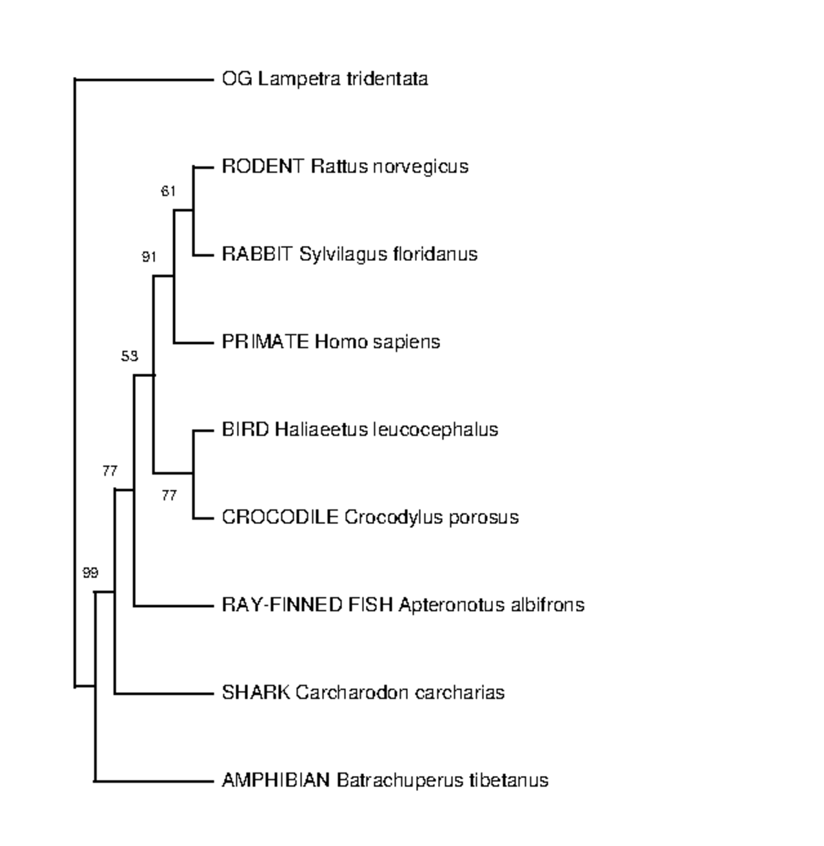 Lab2 tree - lab 2 info - OG Lampetra tridentata RODENT Rattus ...