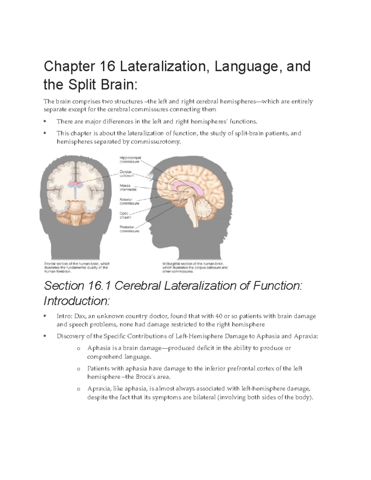 NSC Ch. 16 Study Guide: Brain Lateralization and Language Functions ...