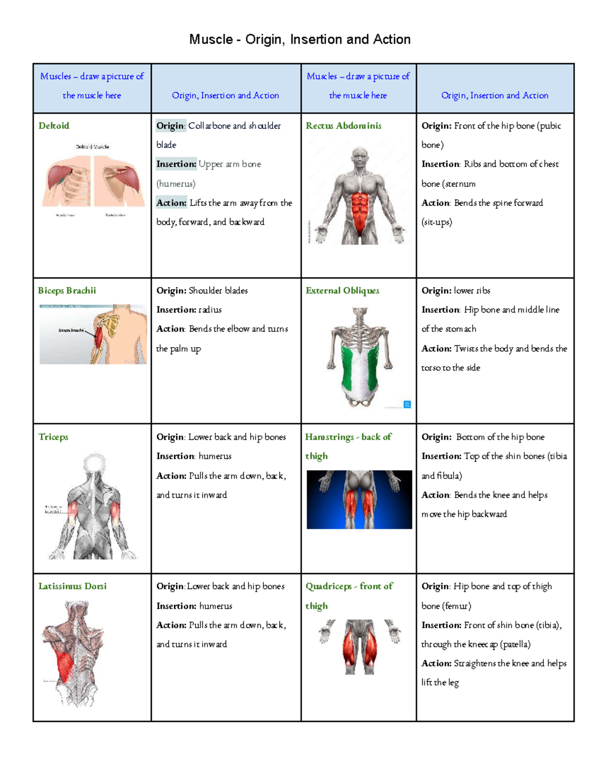 Muscle Origin, Insertion & Action Worksheet (BIO101) - Studocu