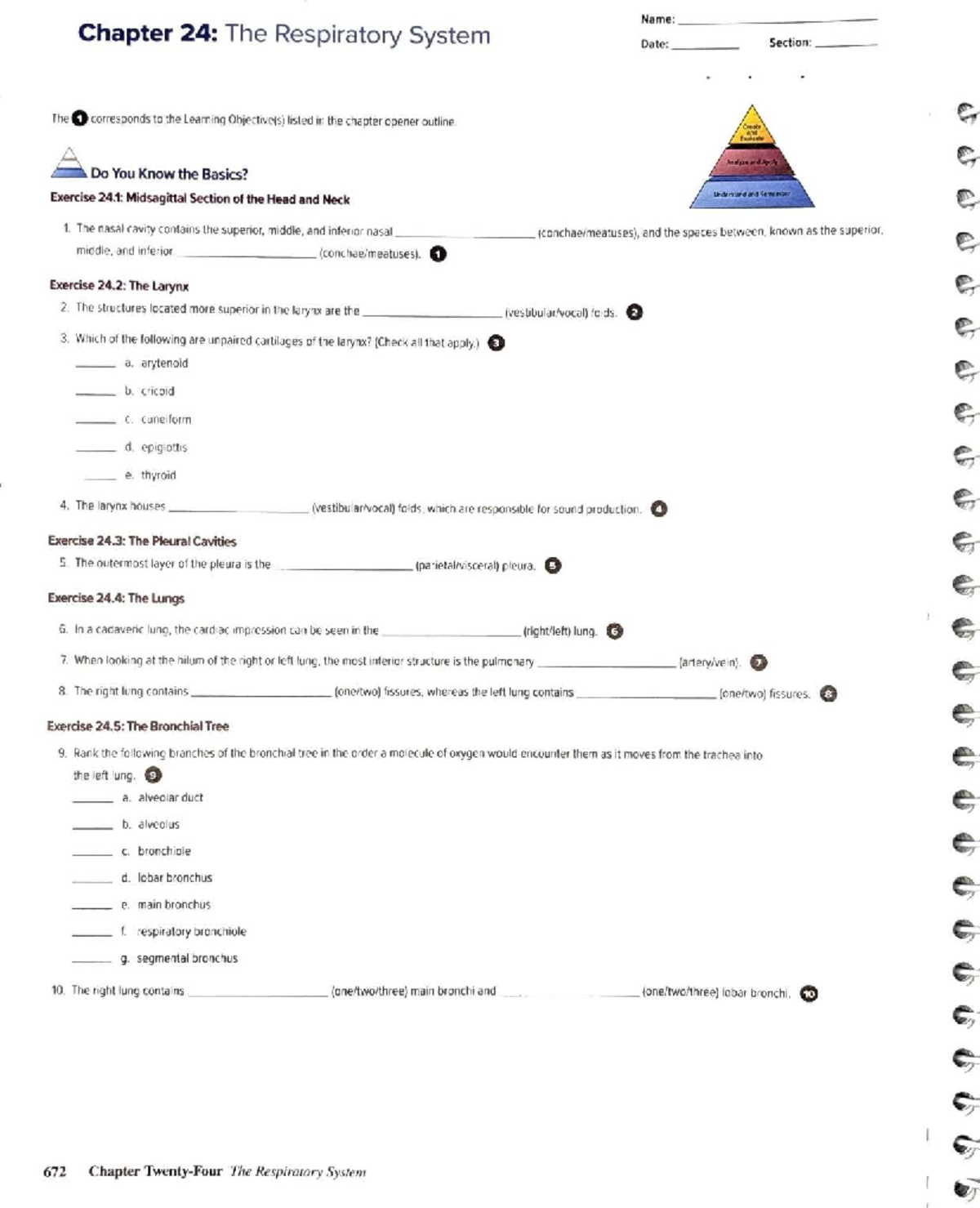 Chapter 24: The Respiratory System Worksheet (Manual ch24) - Studocu