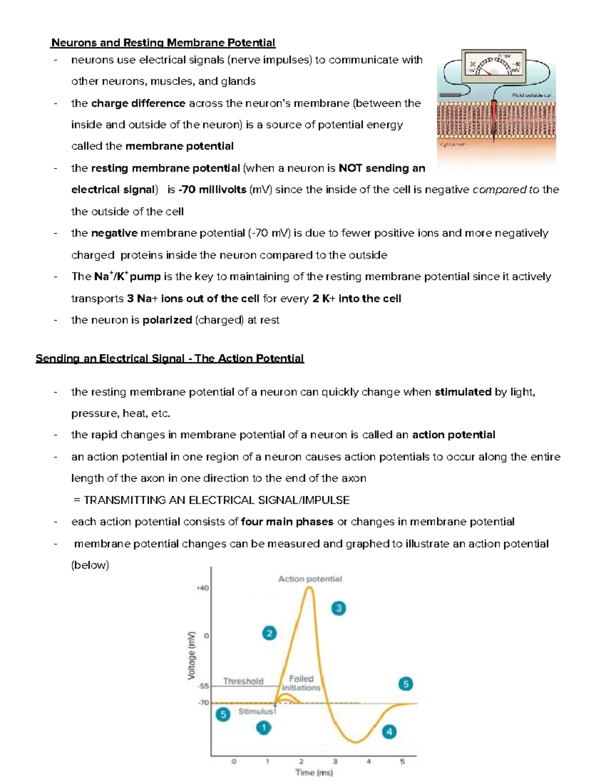 Neurons and Resting Membrane Potential Overview - Studocu